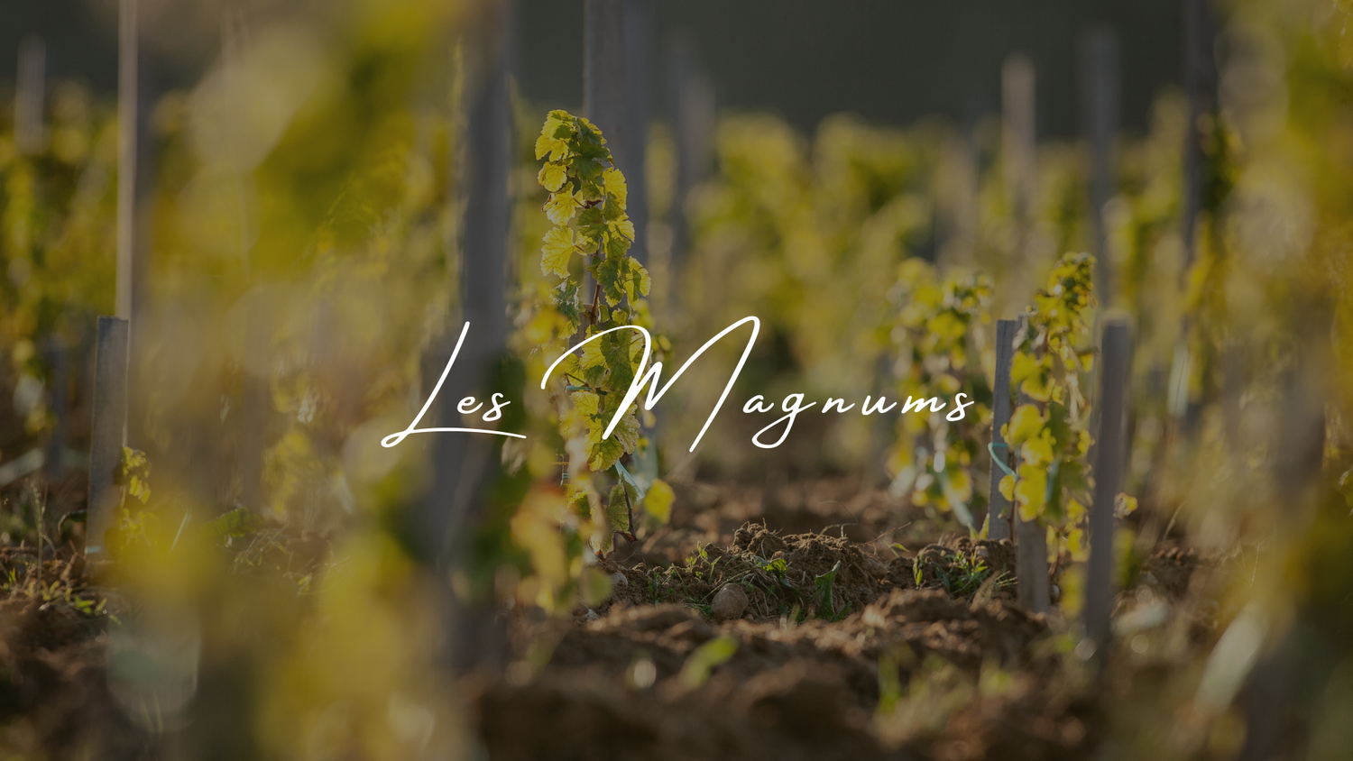 Les magnums